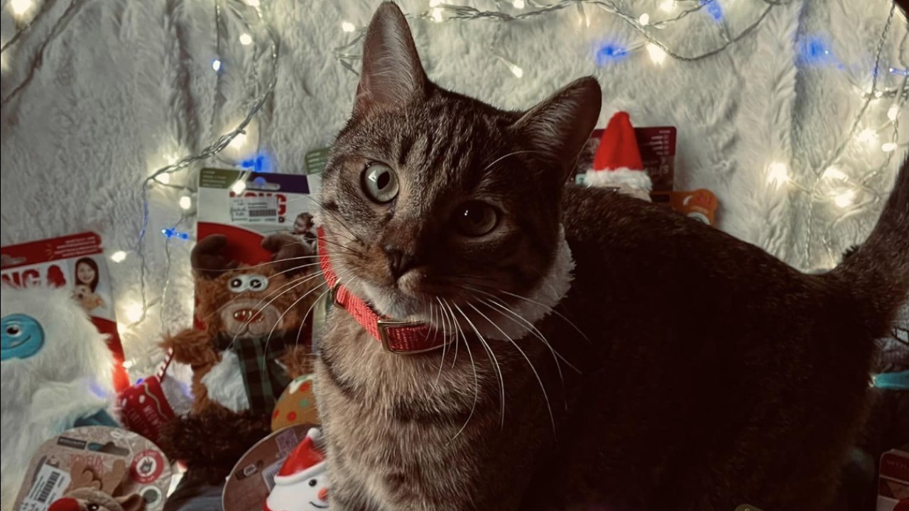 Mia adore ses cadeaux